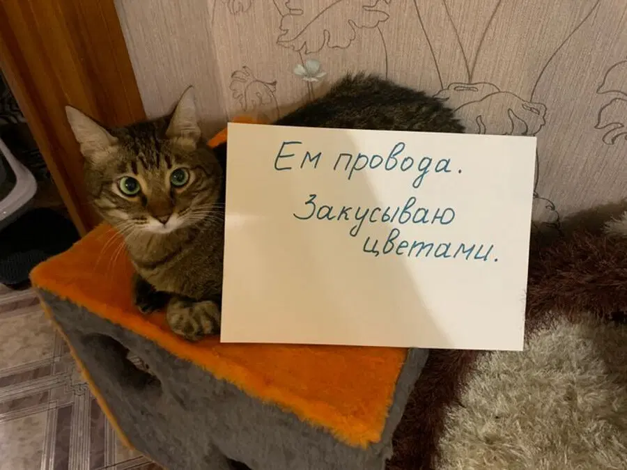 Коты-преступники вам в ленту. Видел давно, случайно наткнулся, ржал.  Делюсь.