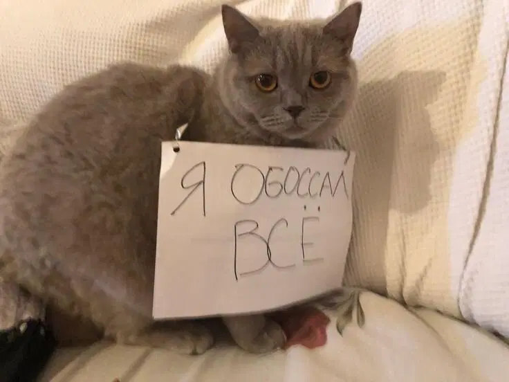 Коты-преступники вам в ленту. Видел давно, случайно наткнулся, ржал. Делюсь.