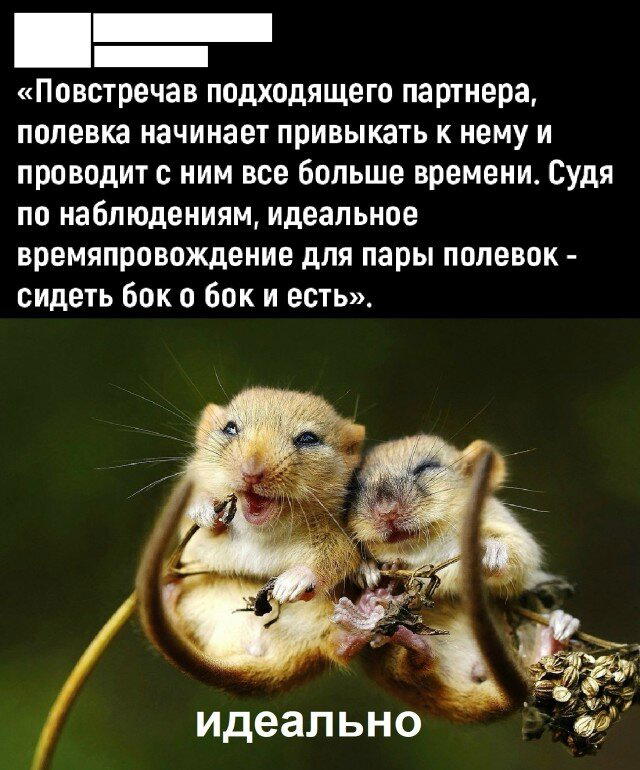Дичка спелая четверговая
