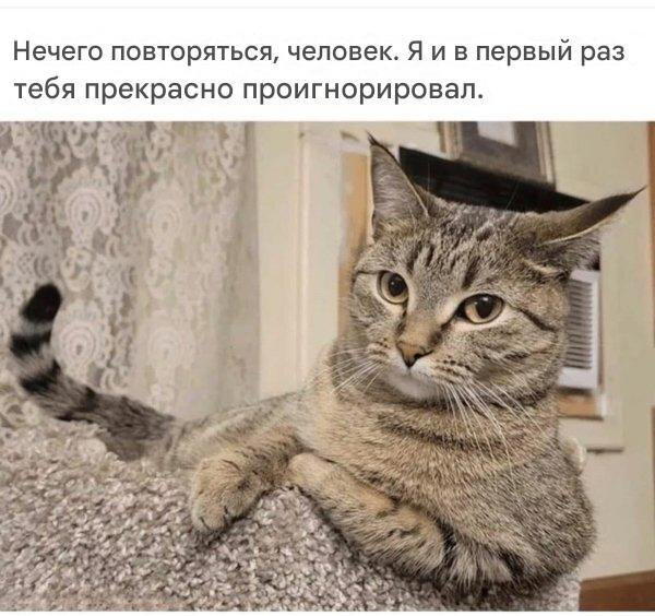 Дичка хоть и шаббат