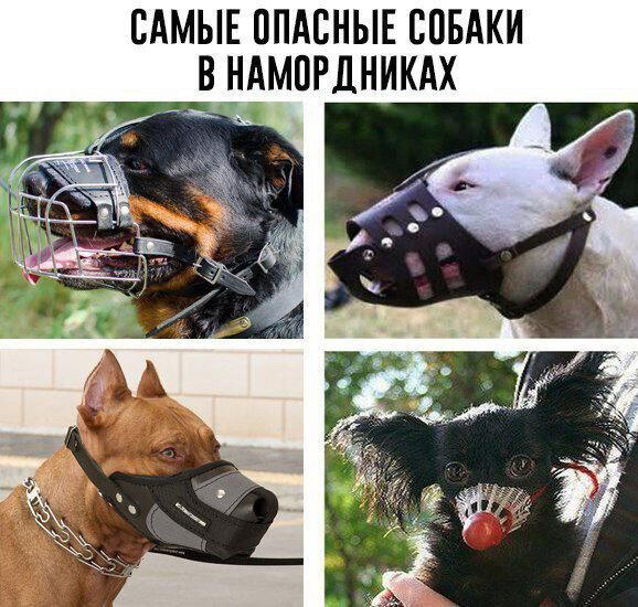 Дичка хоть и шаббат