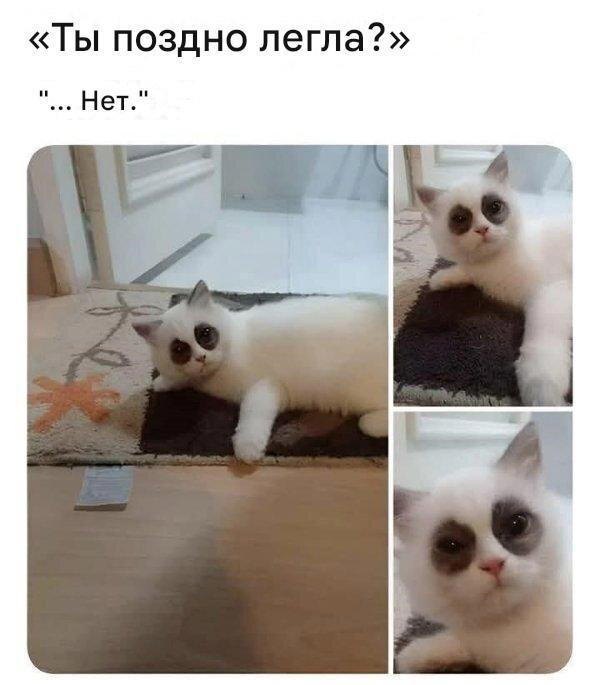 Дичка хоть и шаббат