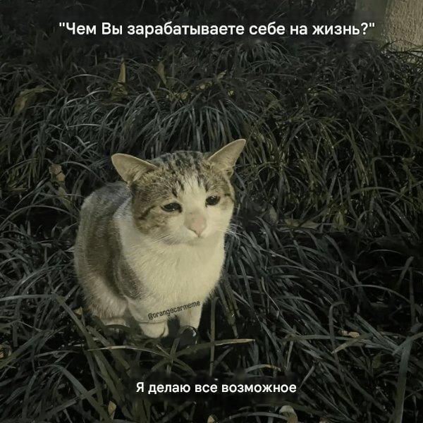 Дичка хоть и шаббат