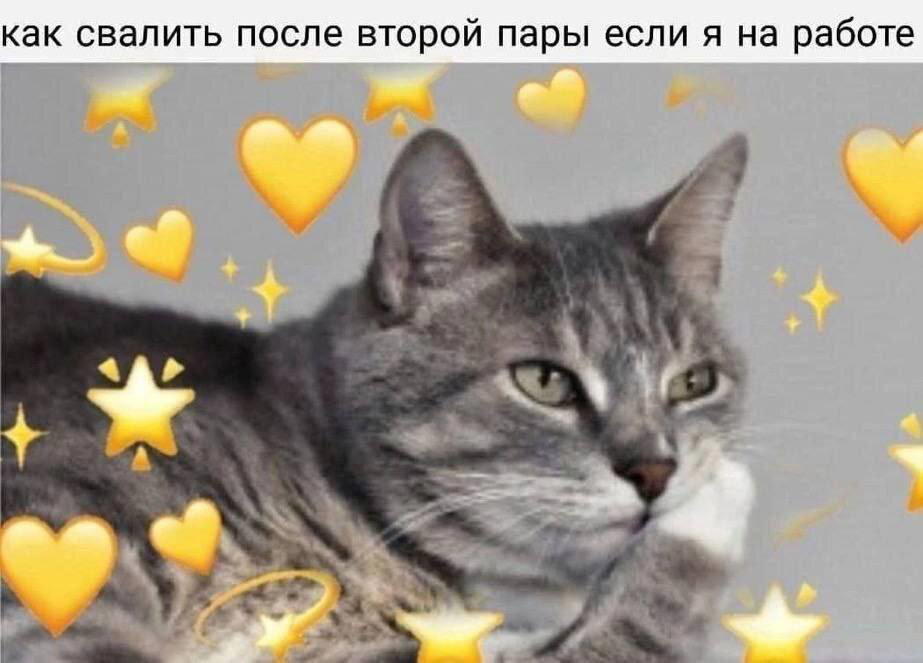 Дичка хоть и шаббат