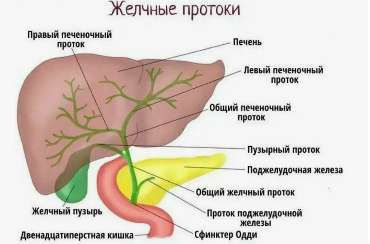 Странно, но в медицинскую тему проток свернул достаточно косвенно
