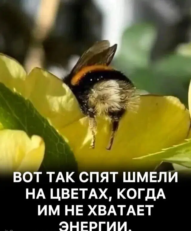 Дичка диченька дичуля
