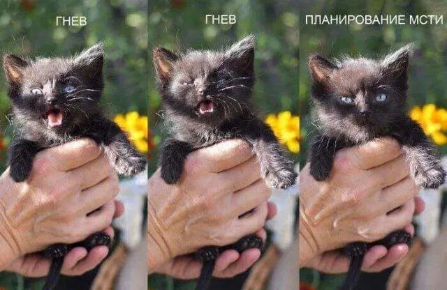 Дичка диченька дичуля