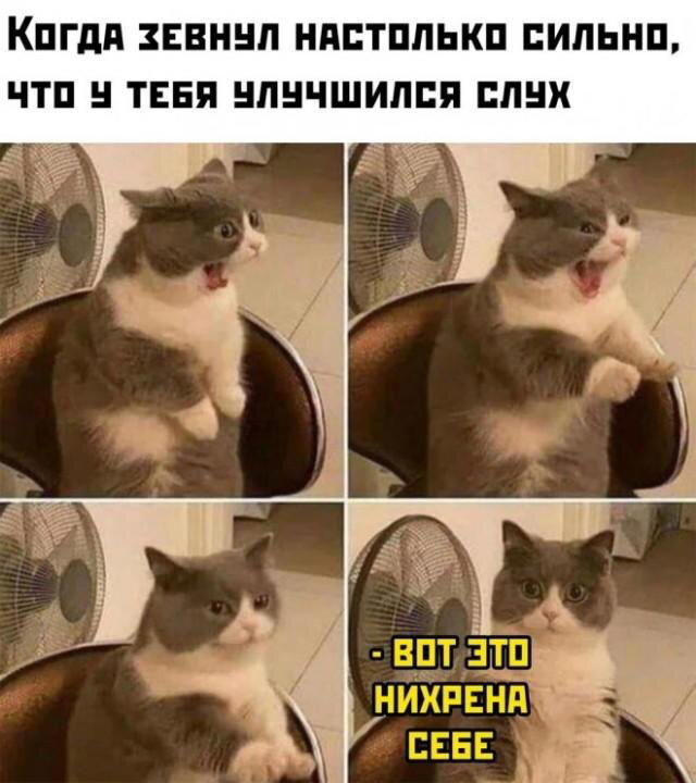 Дичко дичное