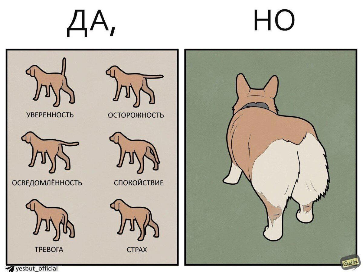 Корги