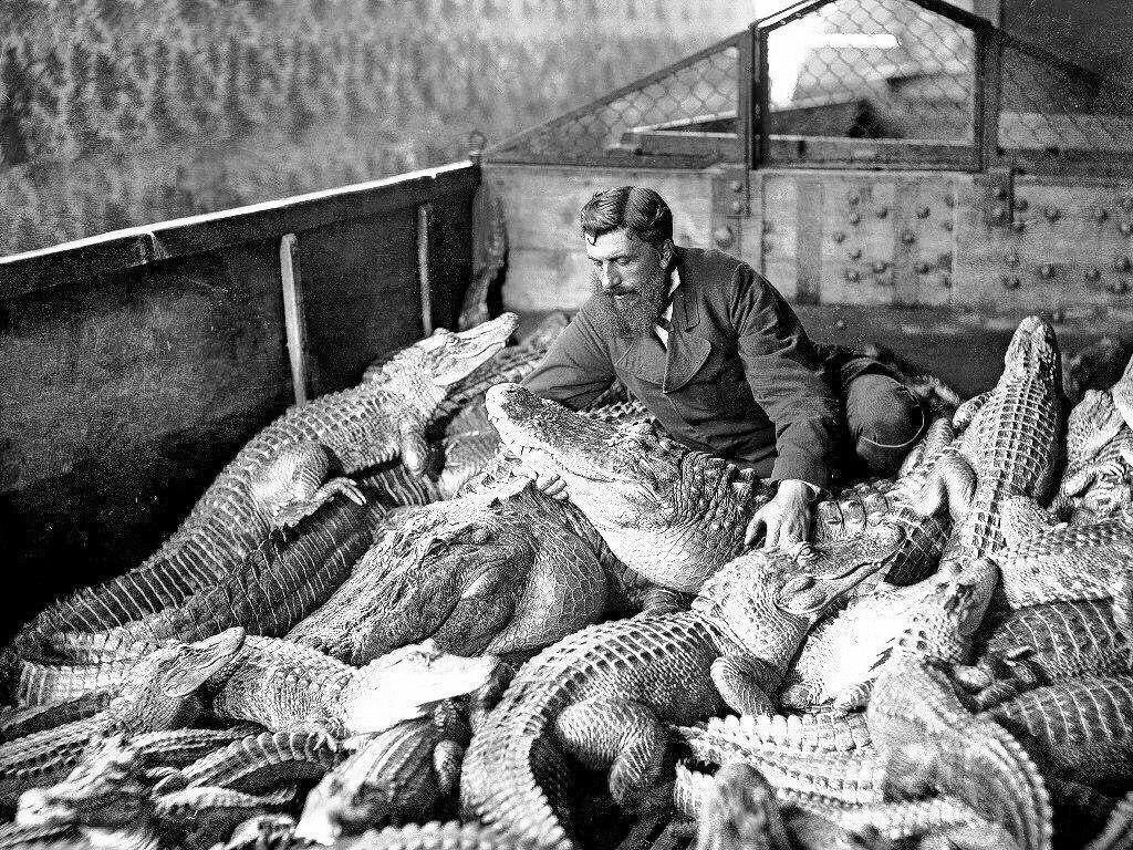 Мужчина среди аллигаторов и кайманов в террариуме. Флоренция, Италия, 1900 год.