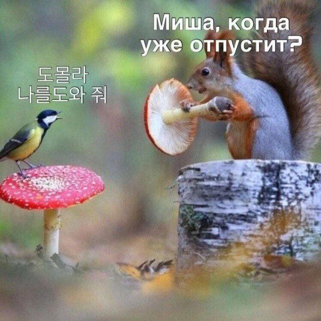 Дичька средовая спелая тепловая