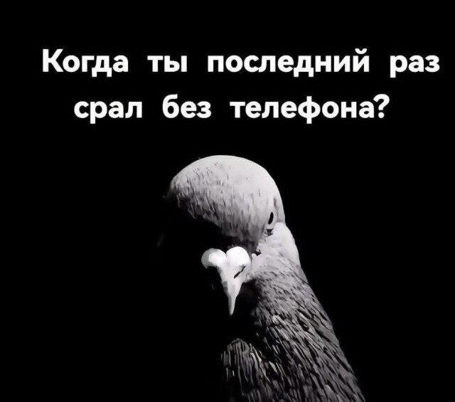 Дичька средовая спелая тепловая