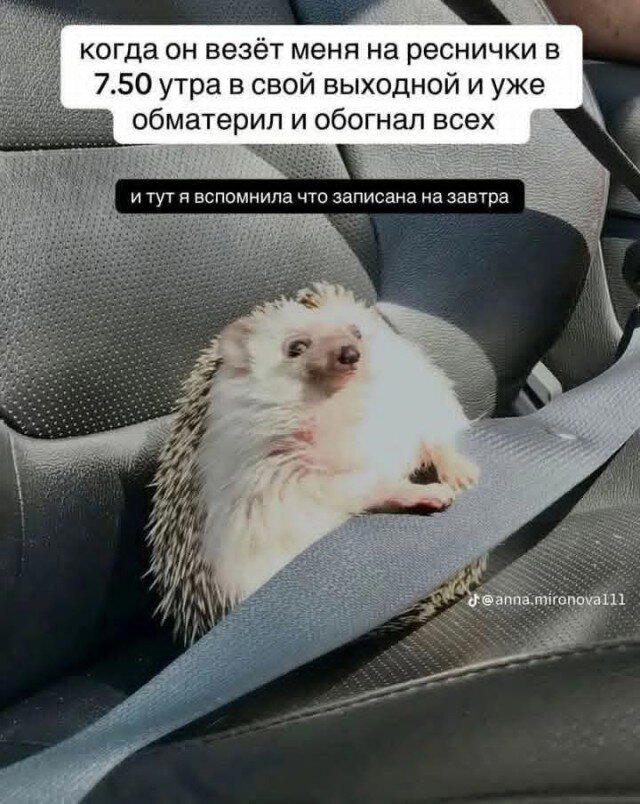 Дичька средовая спелая тепловая