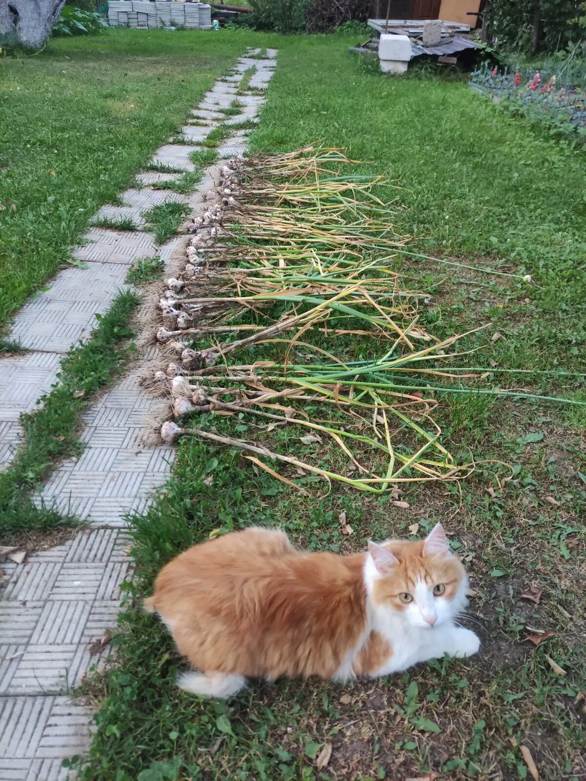 Помощник 