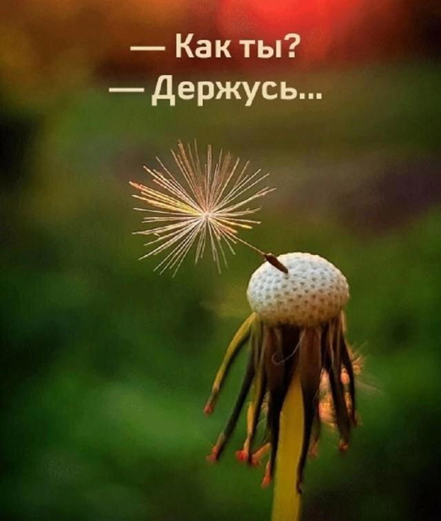 Дичка, дичковатая