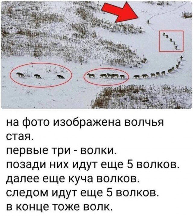 Дичка, дичковатая