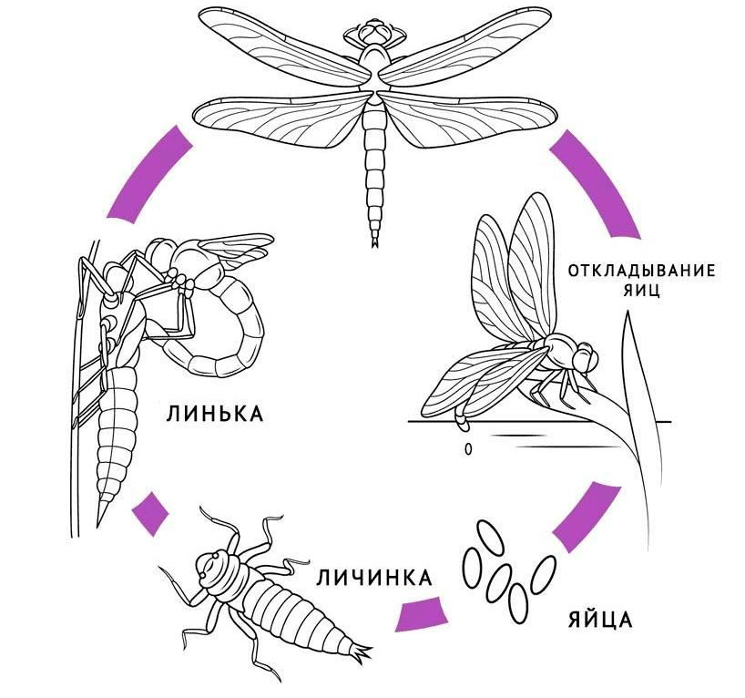 Процесс метаморфоза стрекозы.