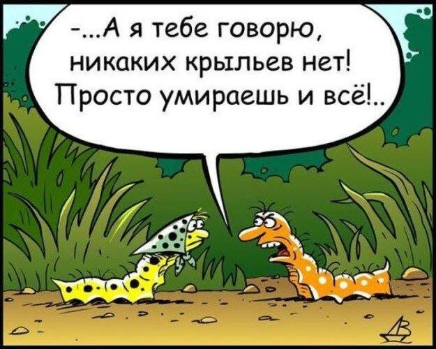 Кто написал «программу» для стрекозы?