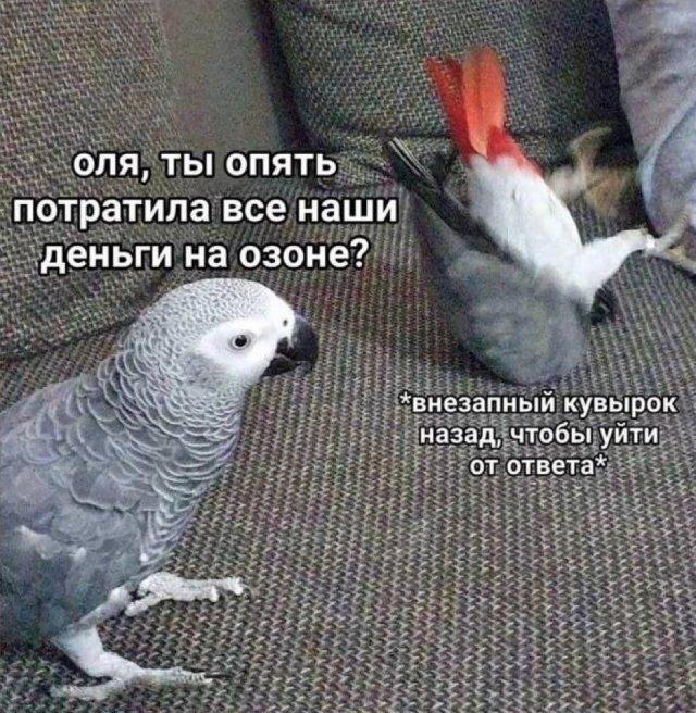 Дичка воскресная осенняя