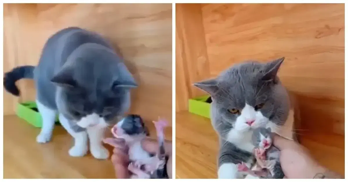 Отрицание, торг, принятие