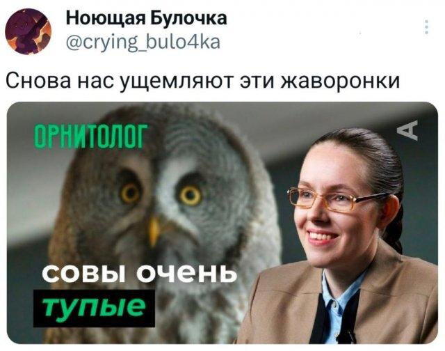 Дичка депрессивная