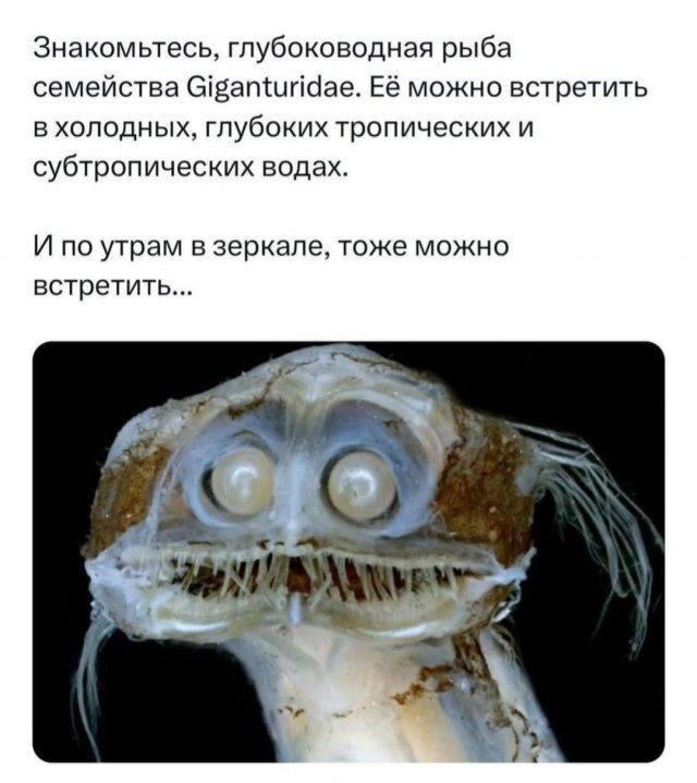 Дичка депрессивная