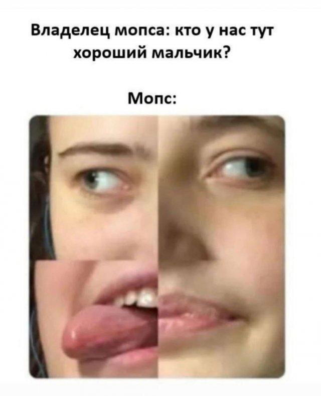 Дичка депрессивная