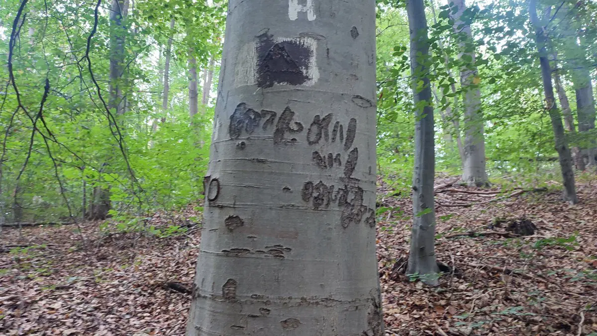 В немецком лесу.