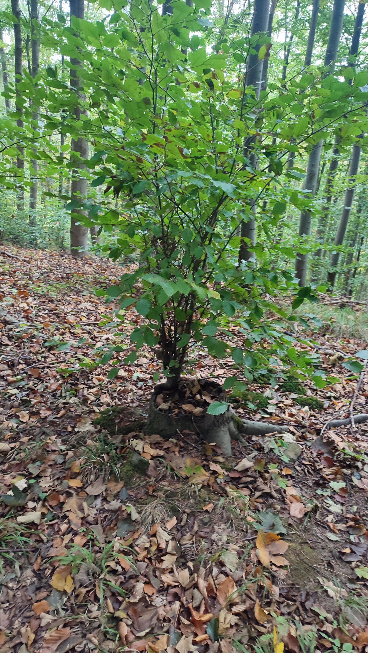 В немецком лесу.