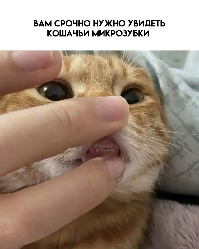Дичка воскресная