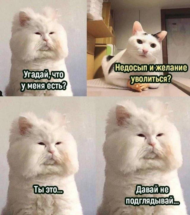 Дичка сухофруктная сушёная
