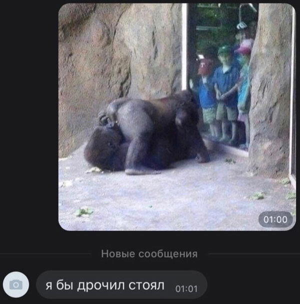 Дичка сухофруктная сушёная