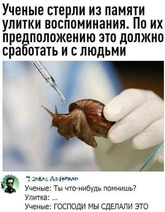 Дичка сухофруктная сушёная
