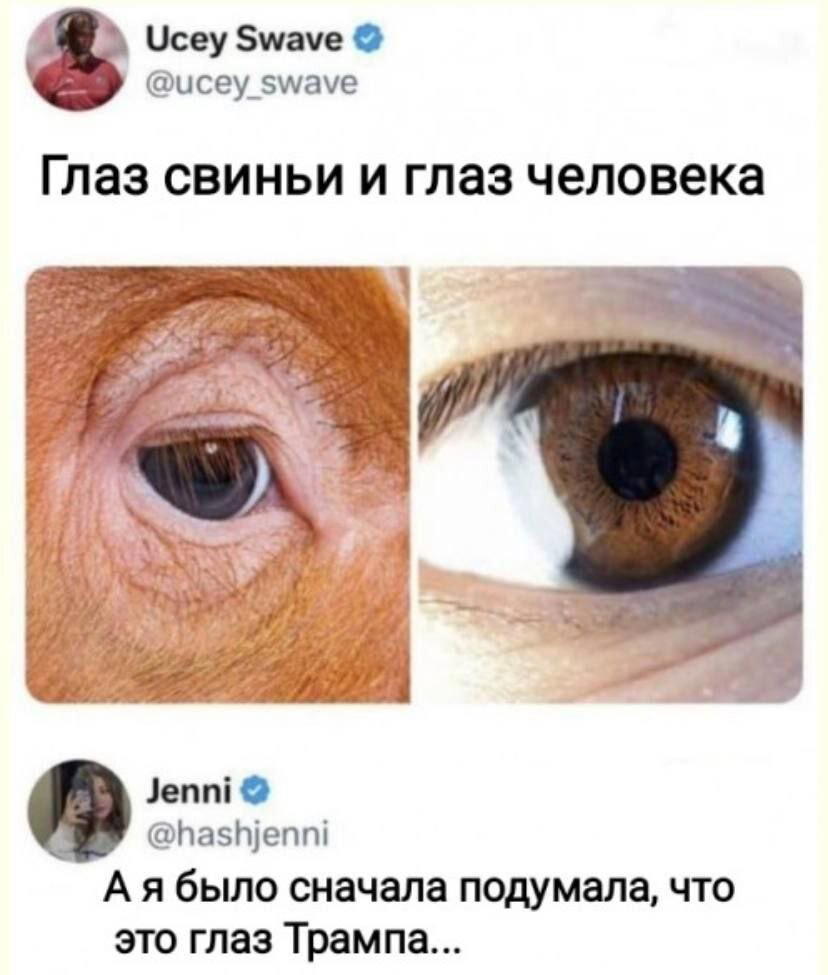 Дичка сухофруктная сушёная