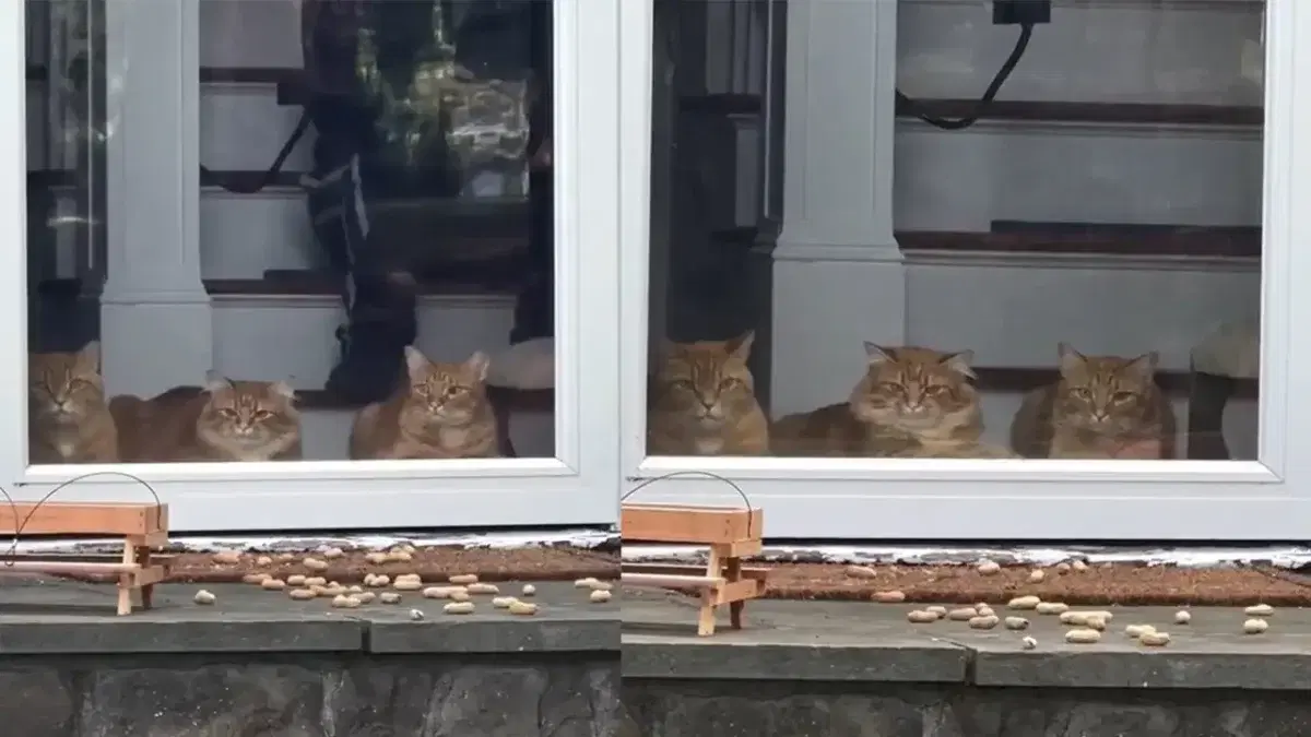 Живой телевизор для котиков