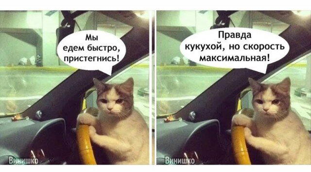 Дичи в субботу, всем улыбок