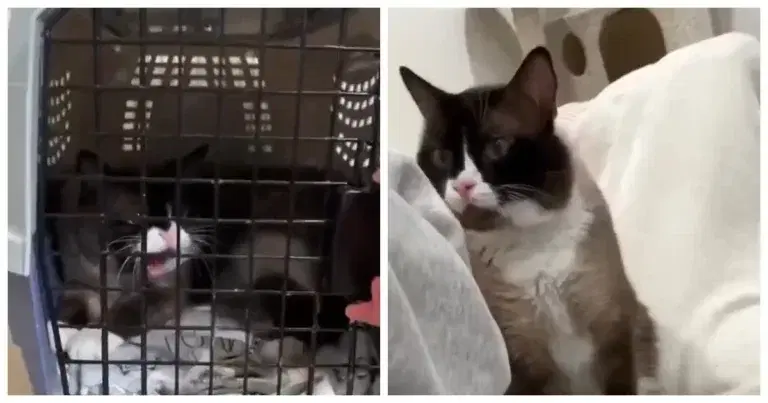 Котика хотели усыпить из-за агрессивного поведения, но девушка сделала невозможное
