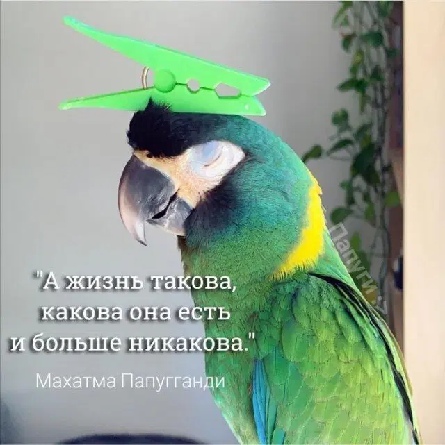 Дичь выходного дня