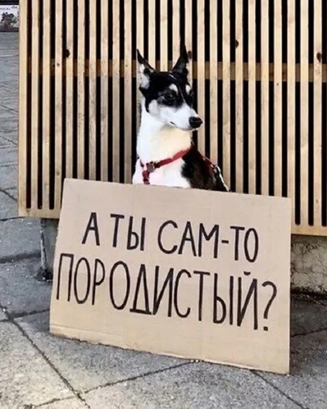 Дичь выходного дня
