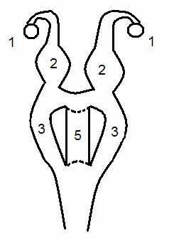 1 - яичник; 2 - матка; 3 - боковая вагина; 5 - родовые пути.