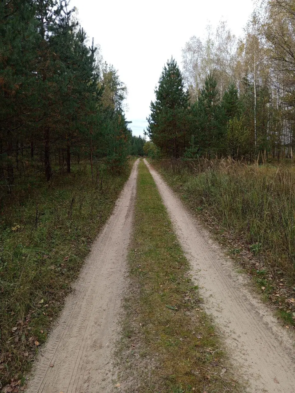 Лесная дорога, на которую теперь приятно смотреть.