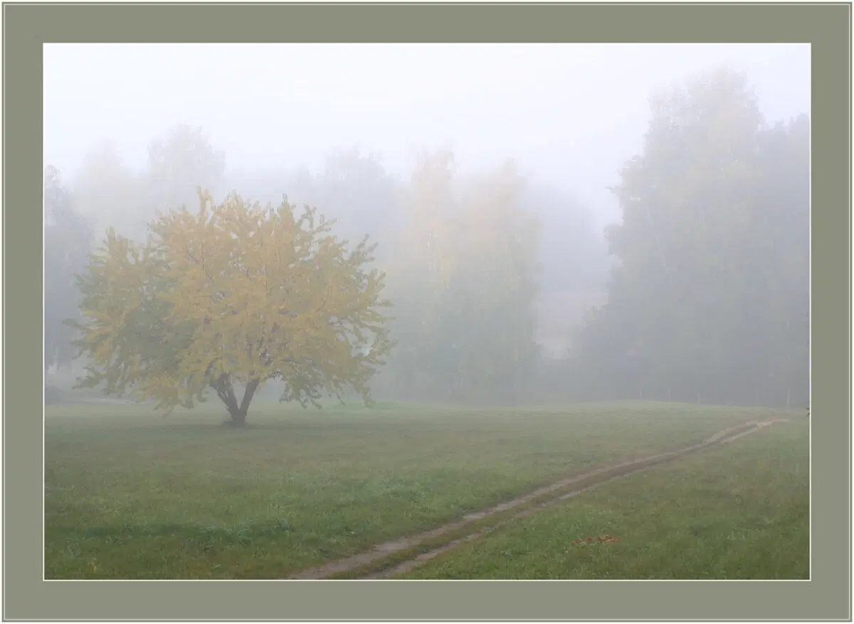 В тумане