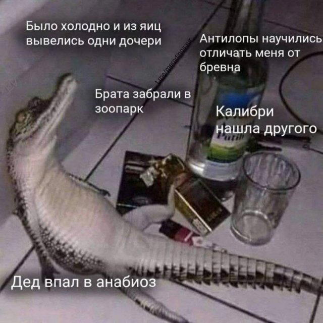 Дичка на четверг, выбор был лютый.