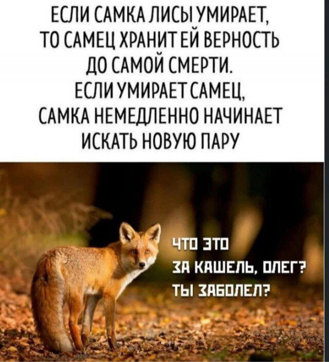Дичка на четверг, выбор был лютый.