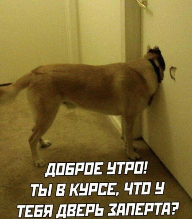 Дичка на четверг, выбор был лютый.