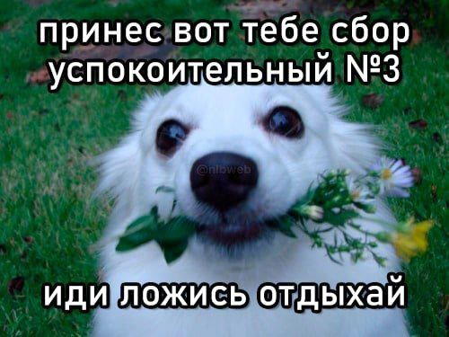Дичка на четверг, выбор был лютый.
