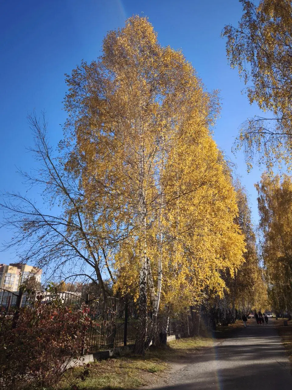 Золотая осень