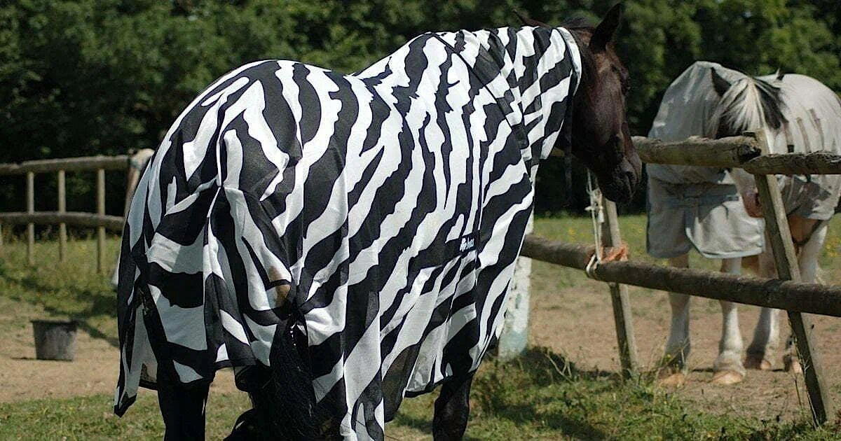 Как бы это странно ни звучало, но мы до сих понятия не имеем, зачем зебрам их полоски.