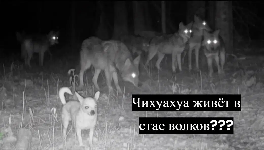 Какие породы собак выживут в дикой природе? Интересный анализ потенциала выживания