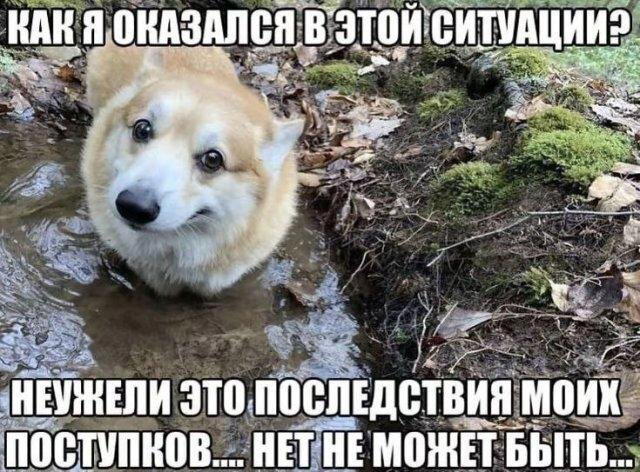 Дичкины выходные